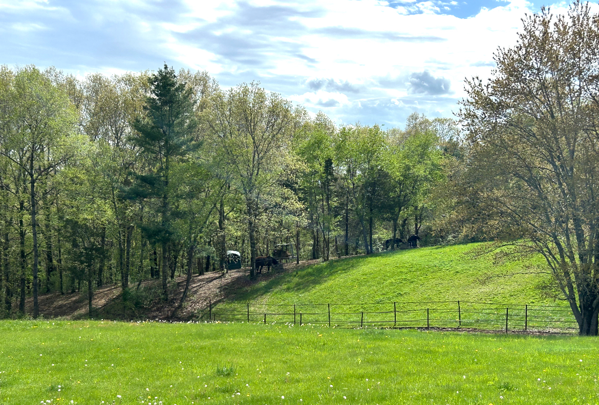 Boys’ field with track in the woods