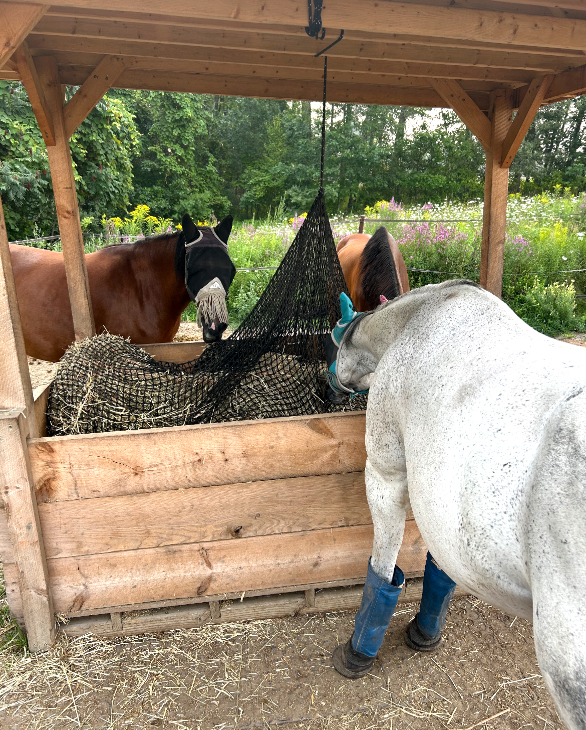 Mares at one of their hay feeders