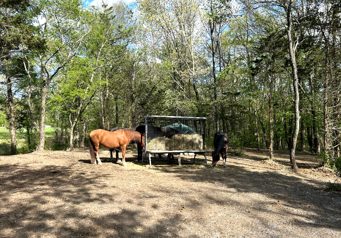 Boys’ hay in the woods