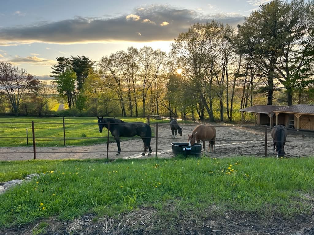Geldings on their track