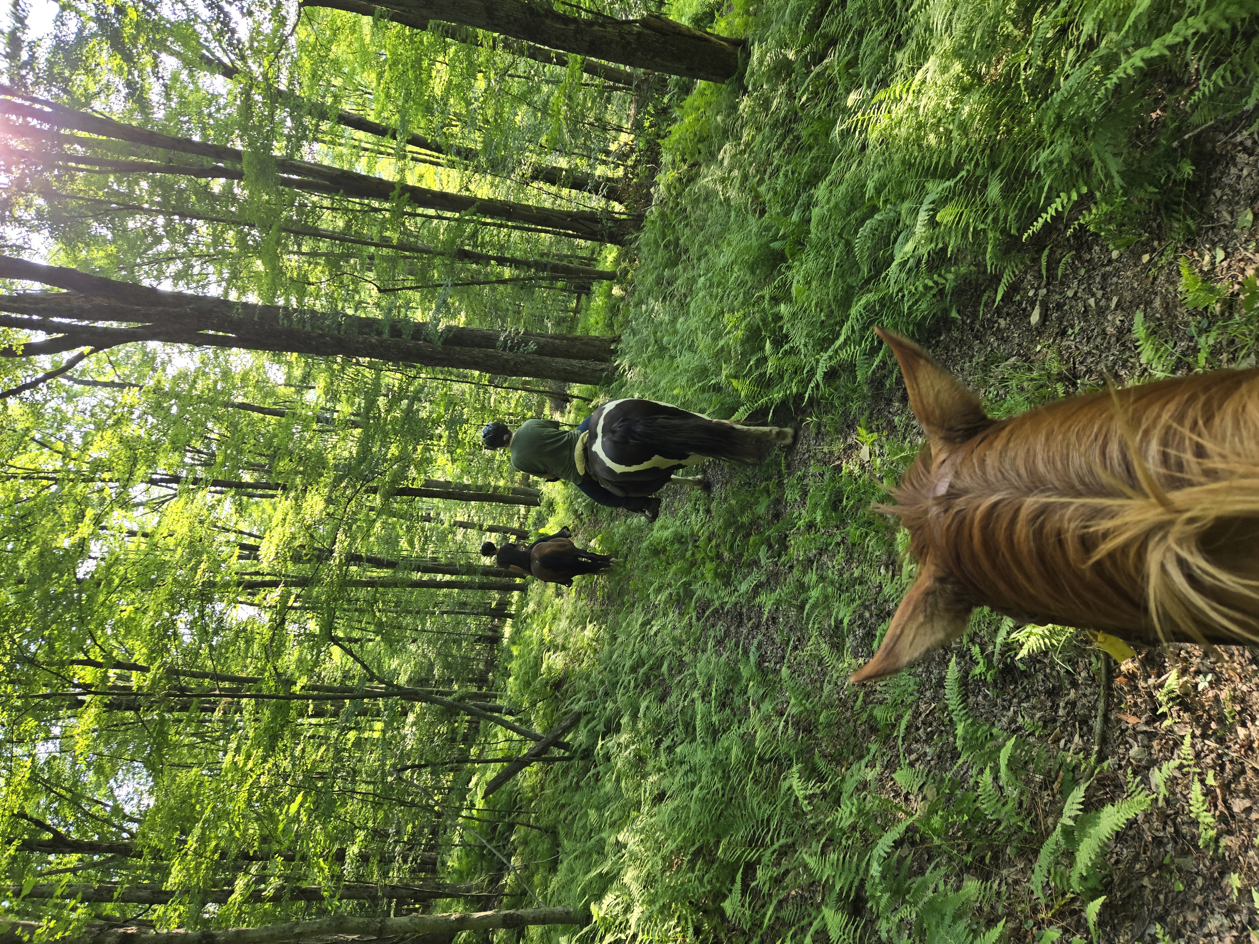 Trail