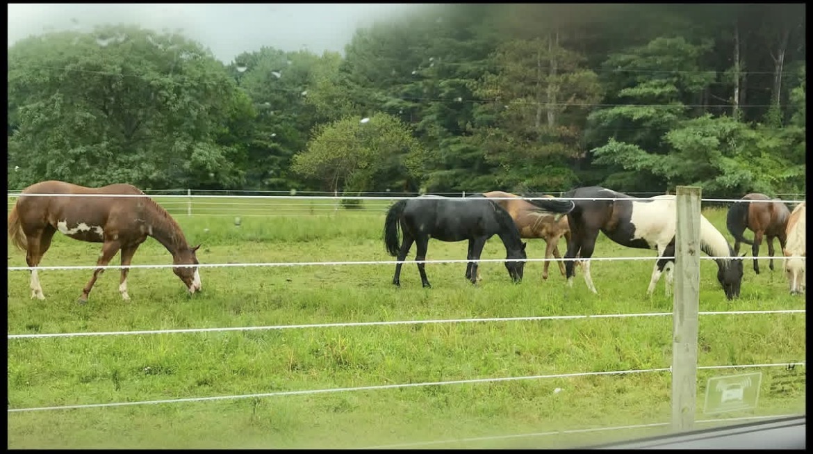 🐴
