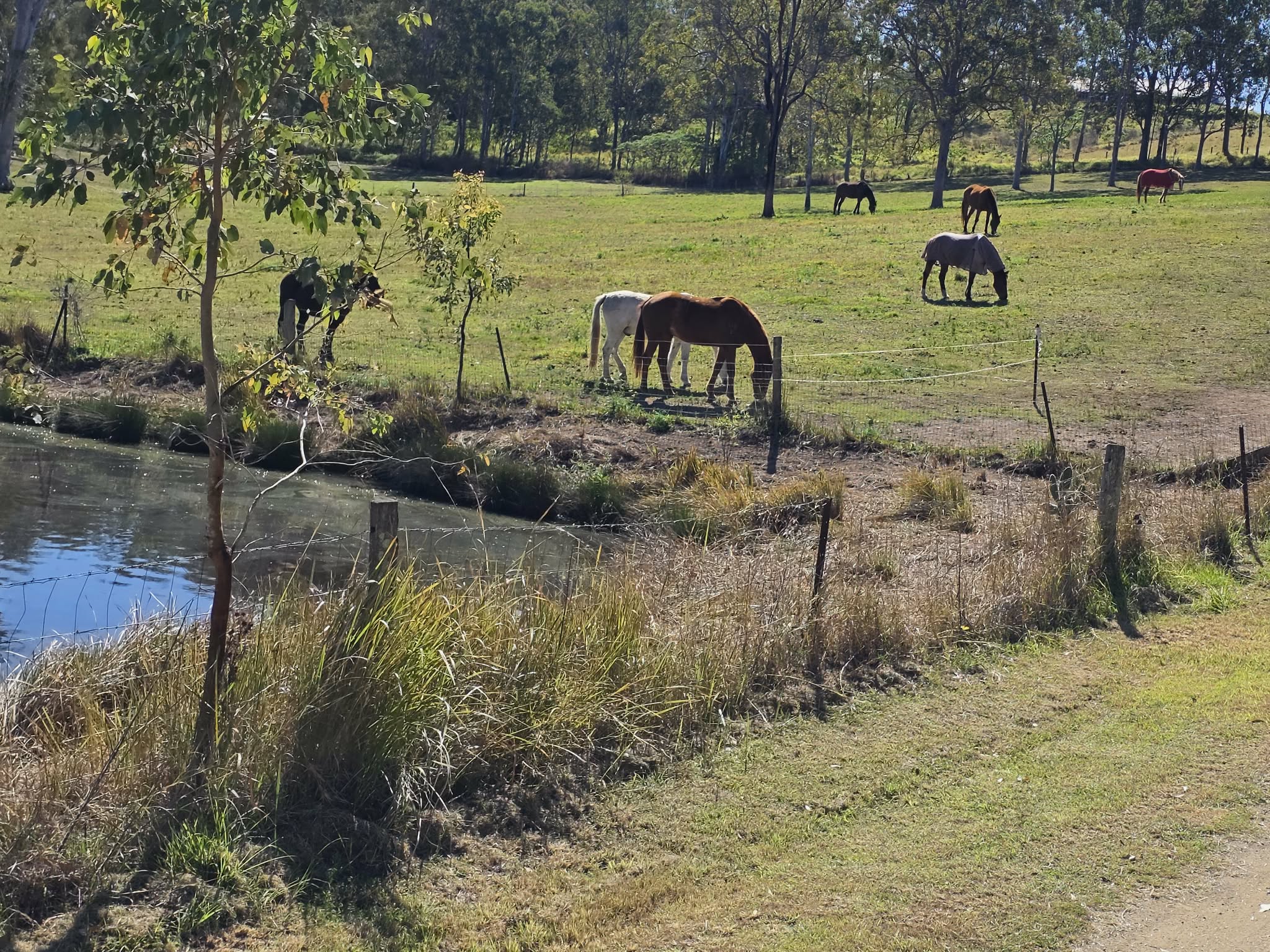 Happy horses