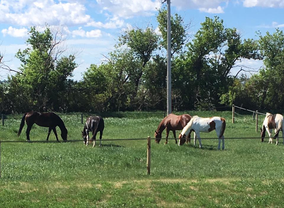 On Pasture