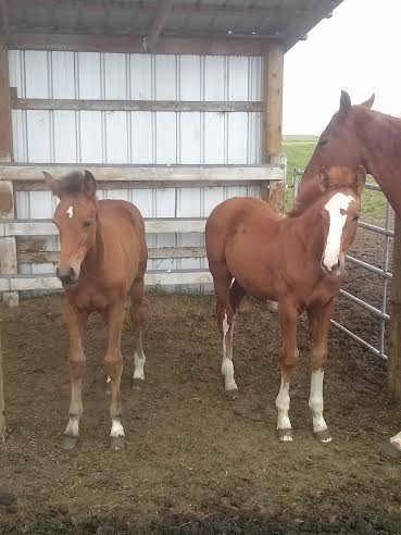 Foals