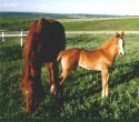 Mare & foal