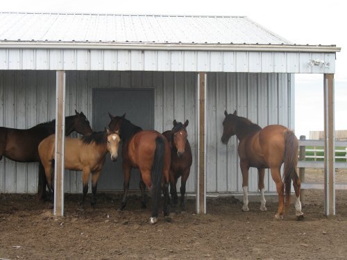 hanging out in leanto