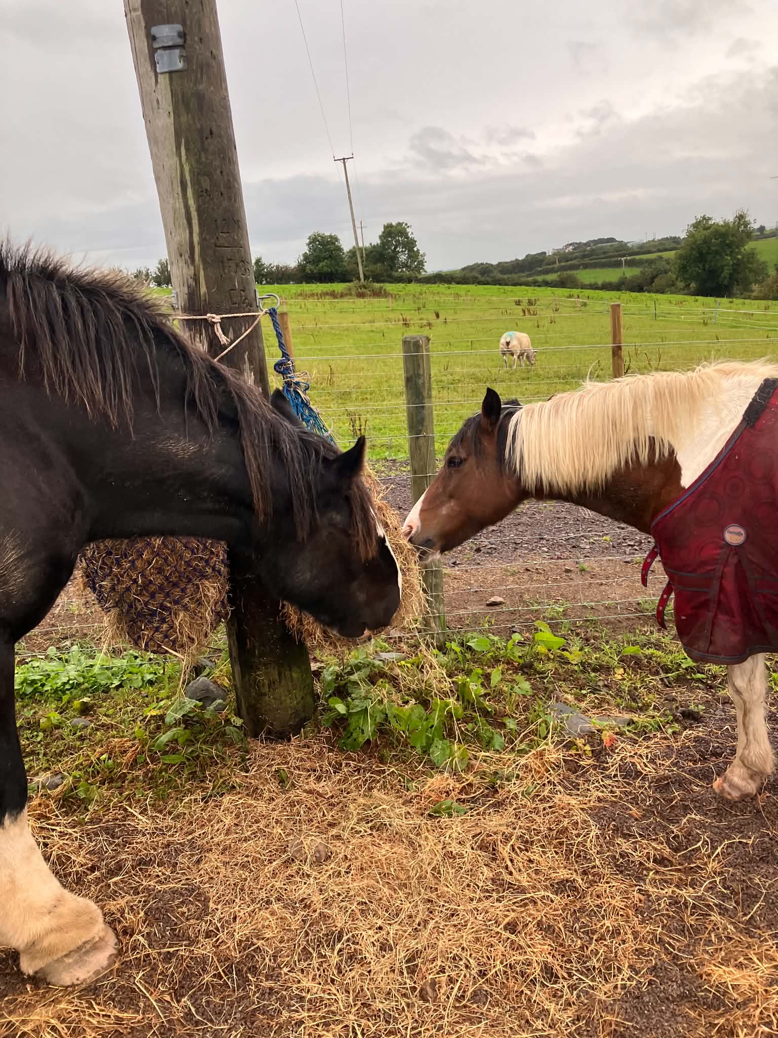Feeding station