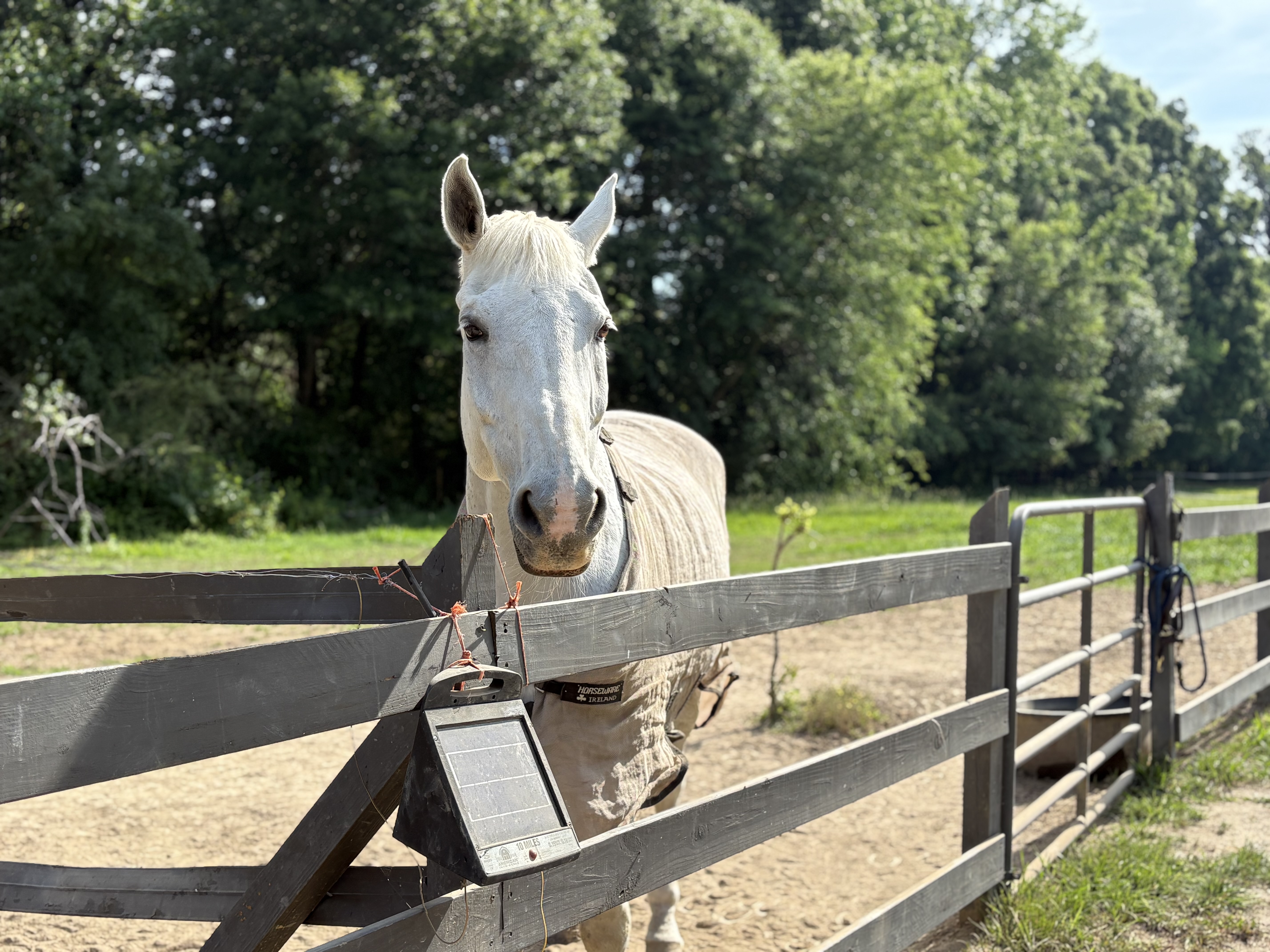 Happy Horses, personalized turnout