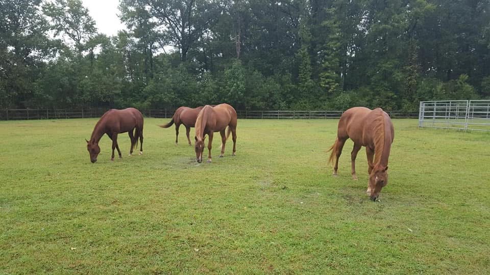 Pasture