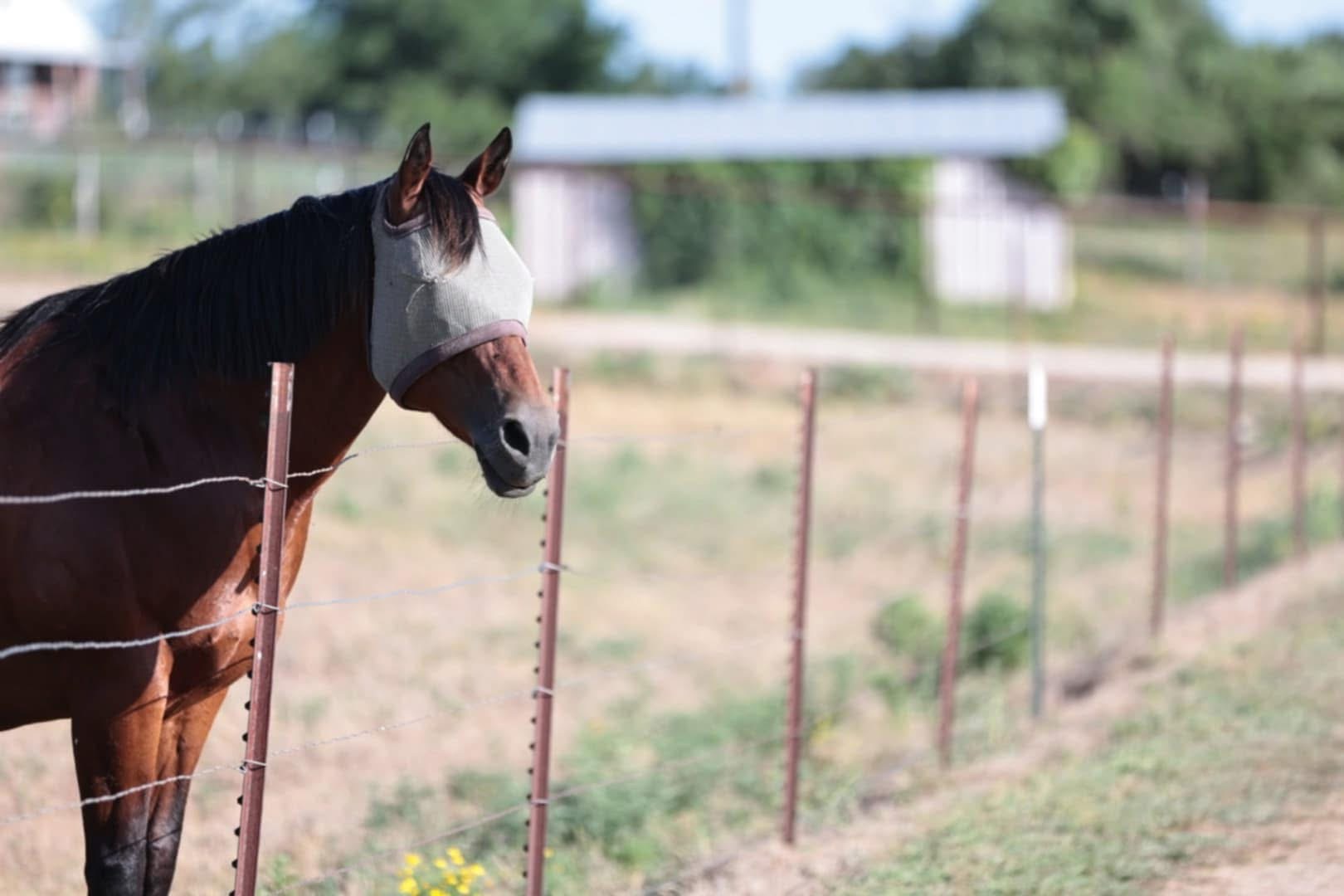 Pasture