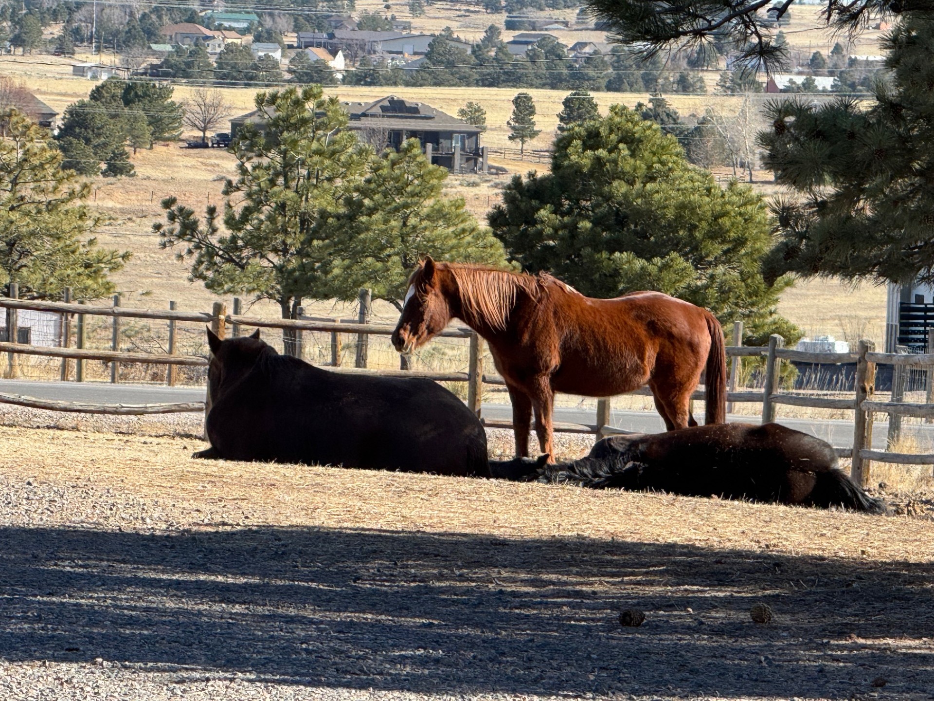 3 mares relaxing