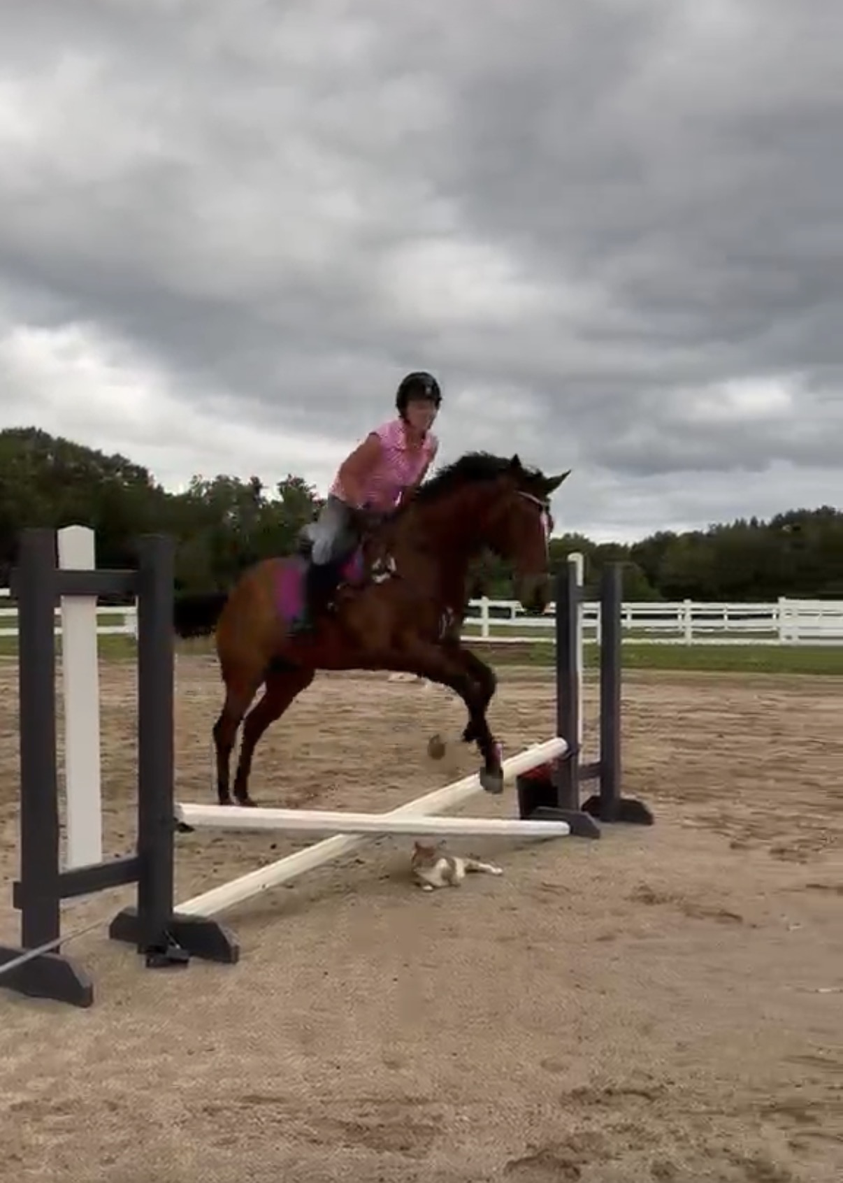We take jumping cats very seriously