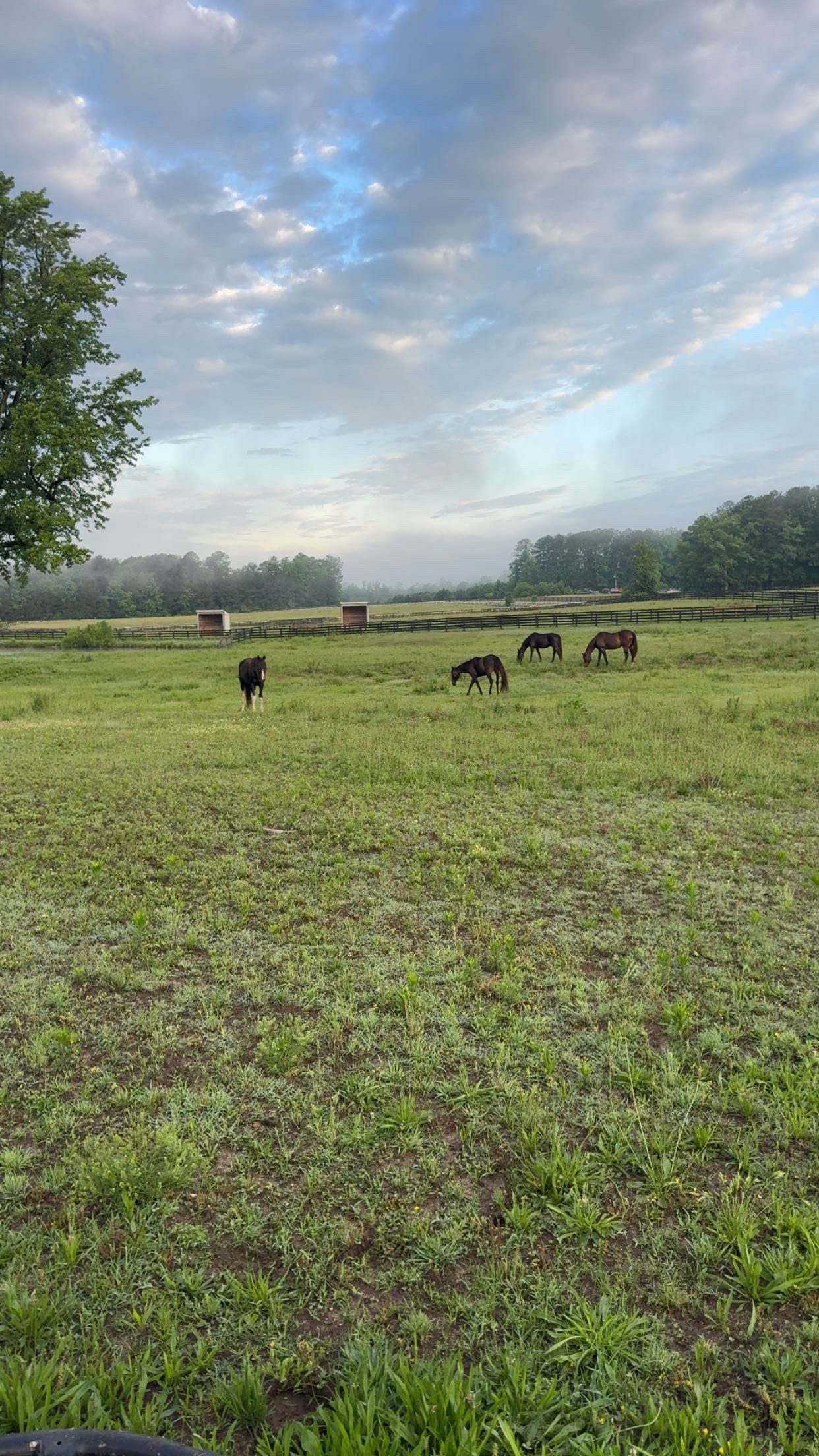 Pasture