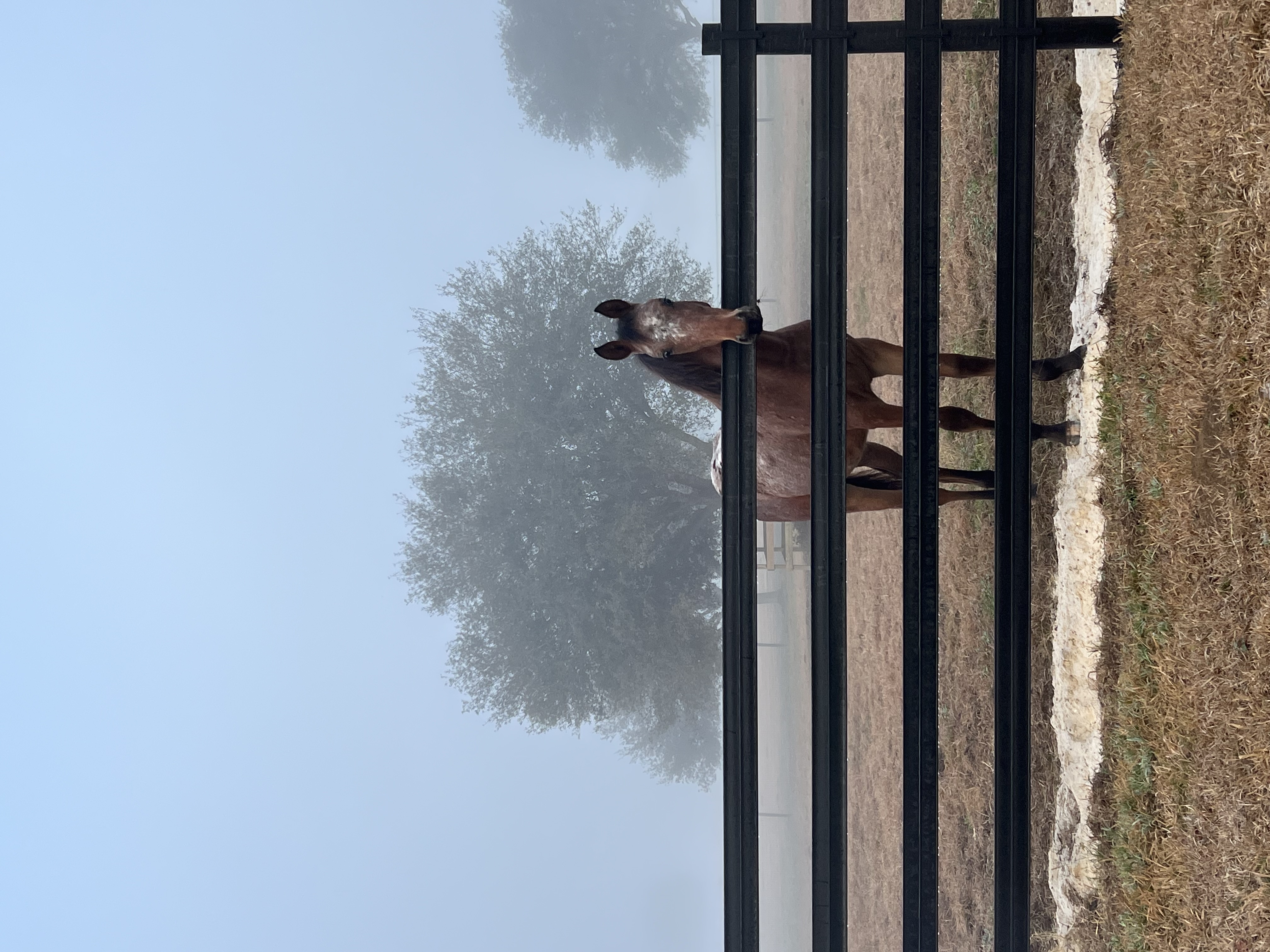 Happy Horses