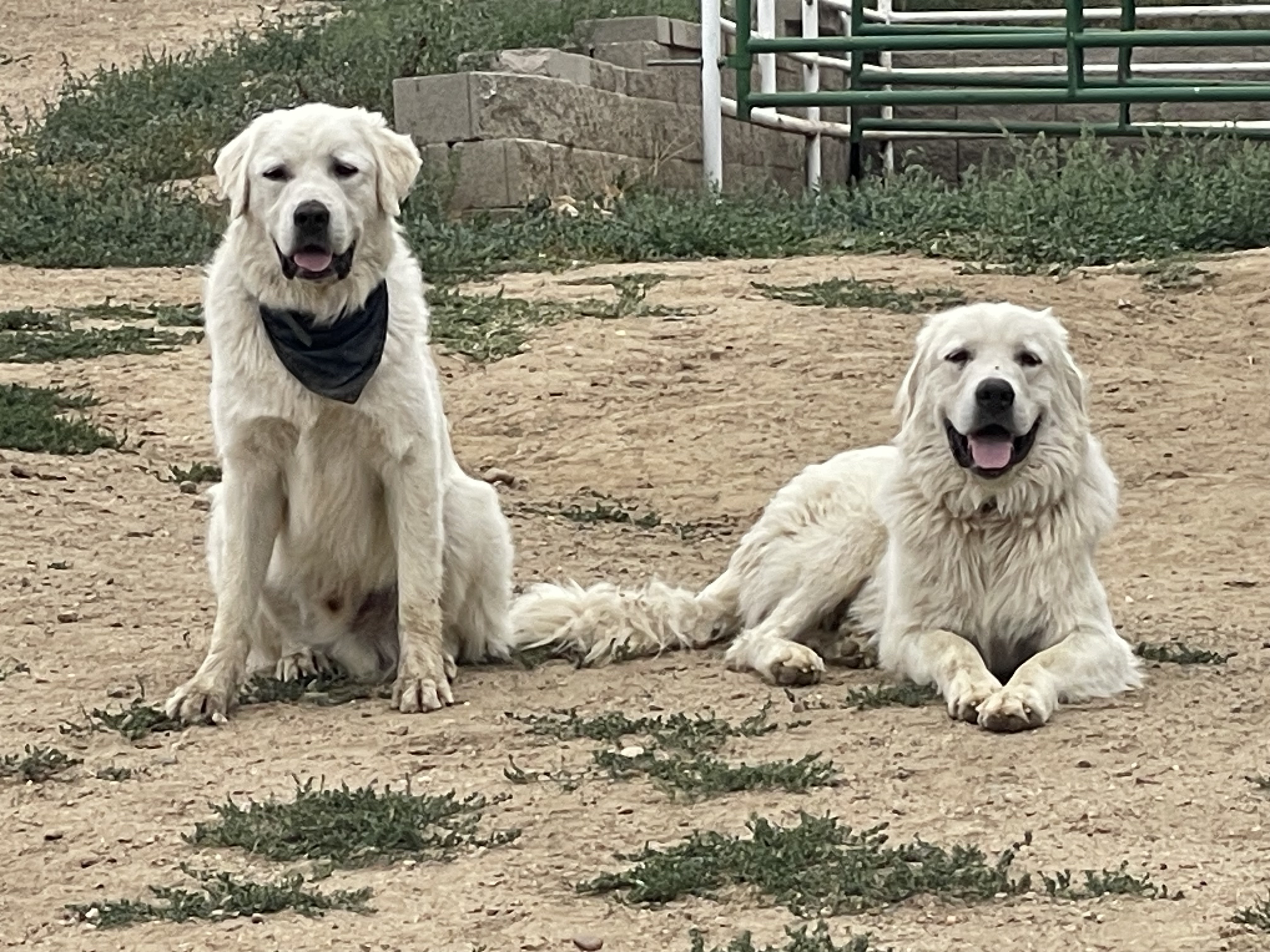 The white dogs!