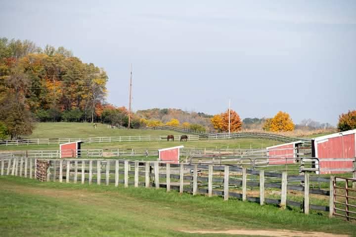 Outdoor turn out pastures with shelters