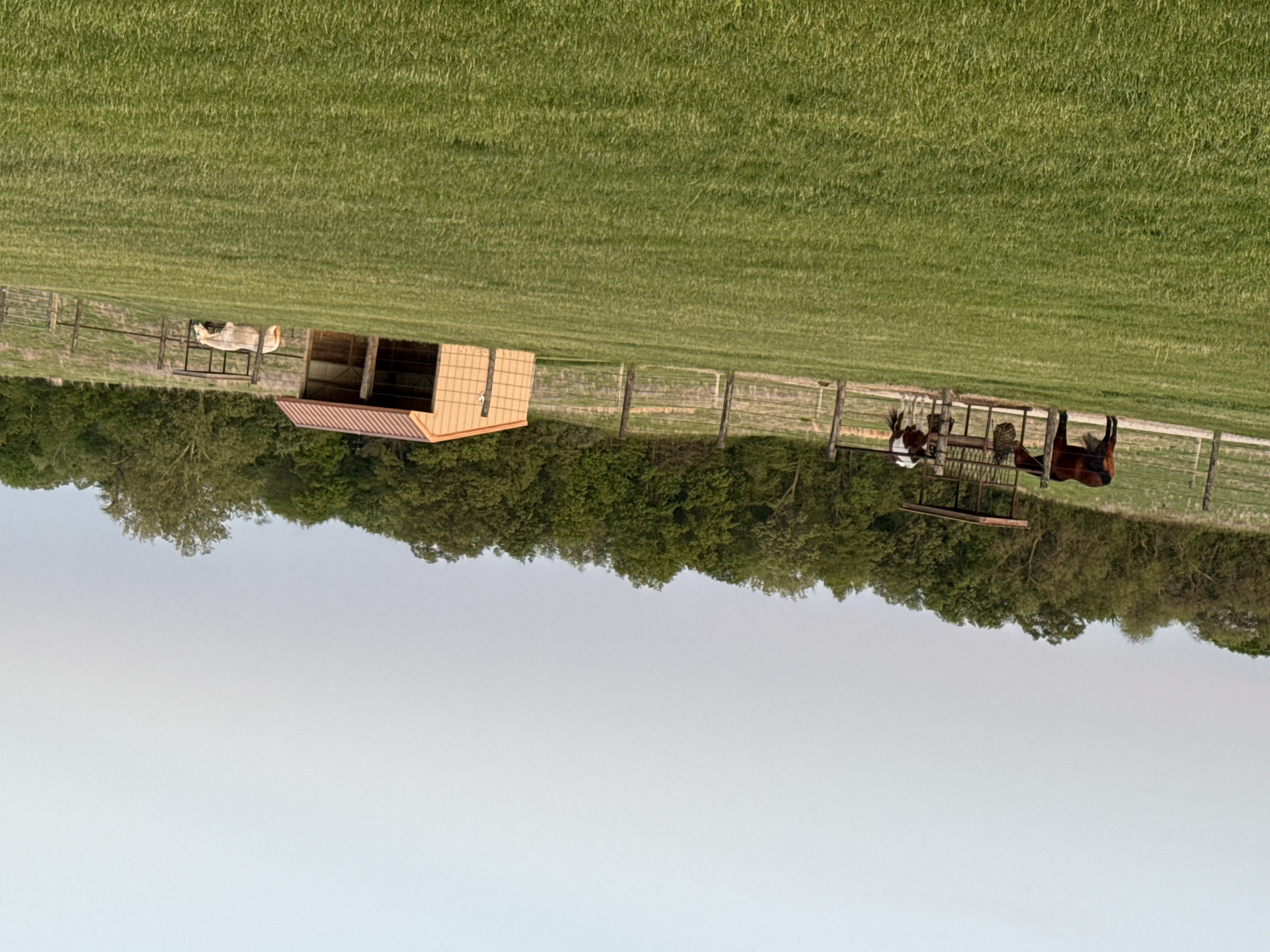 One of our outdoor paddocks. Shelter also has clips to hang hay bags if desired.