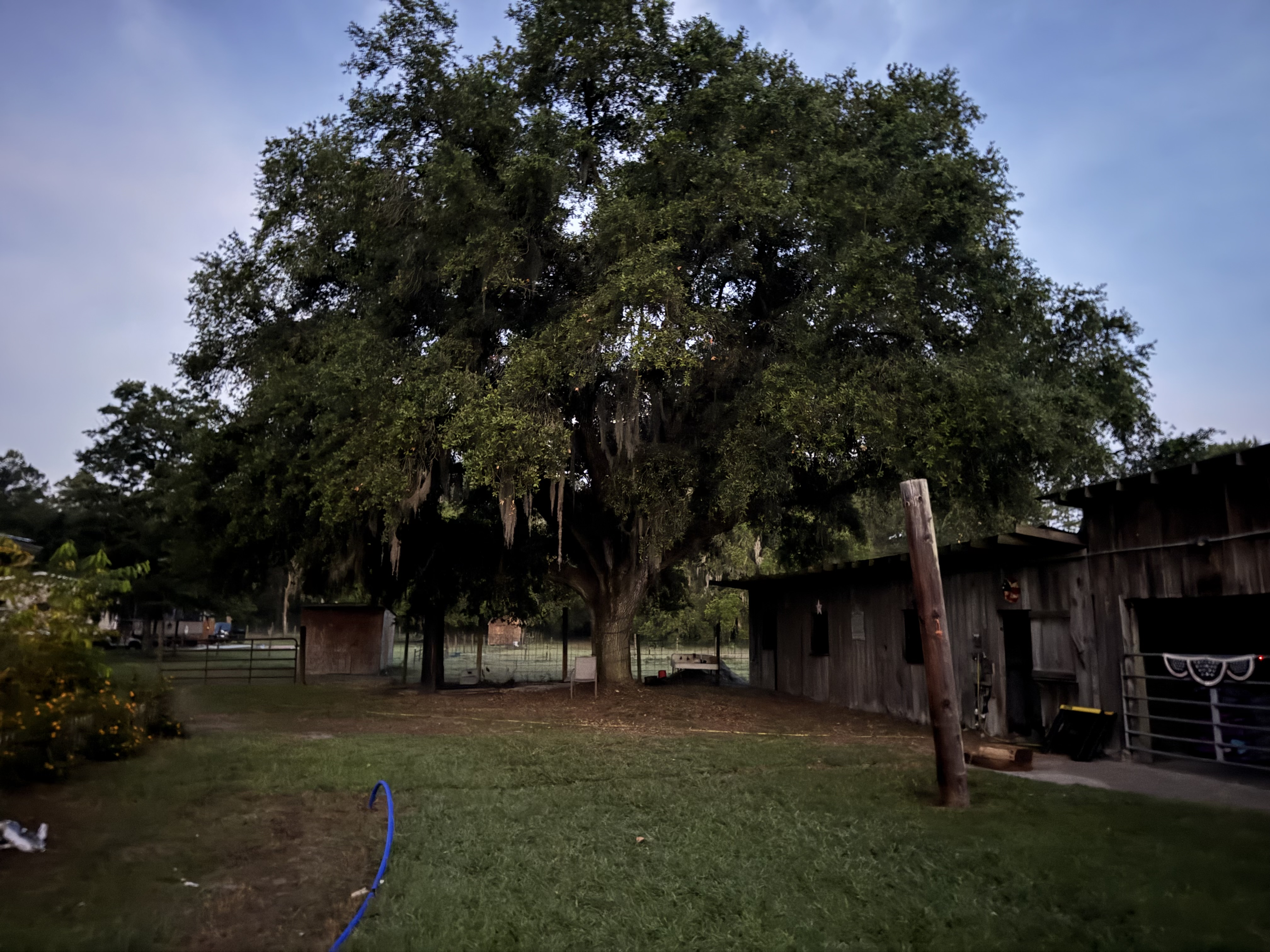 Front yard