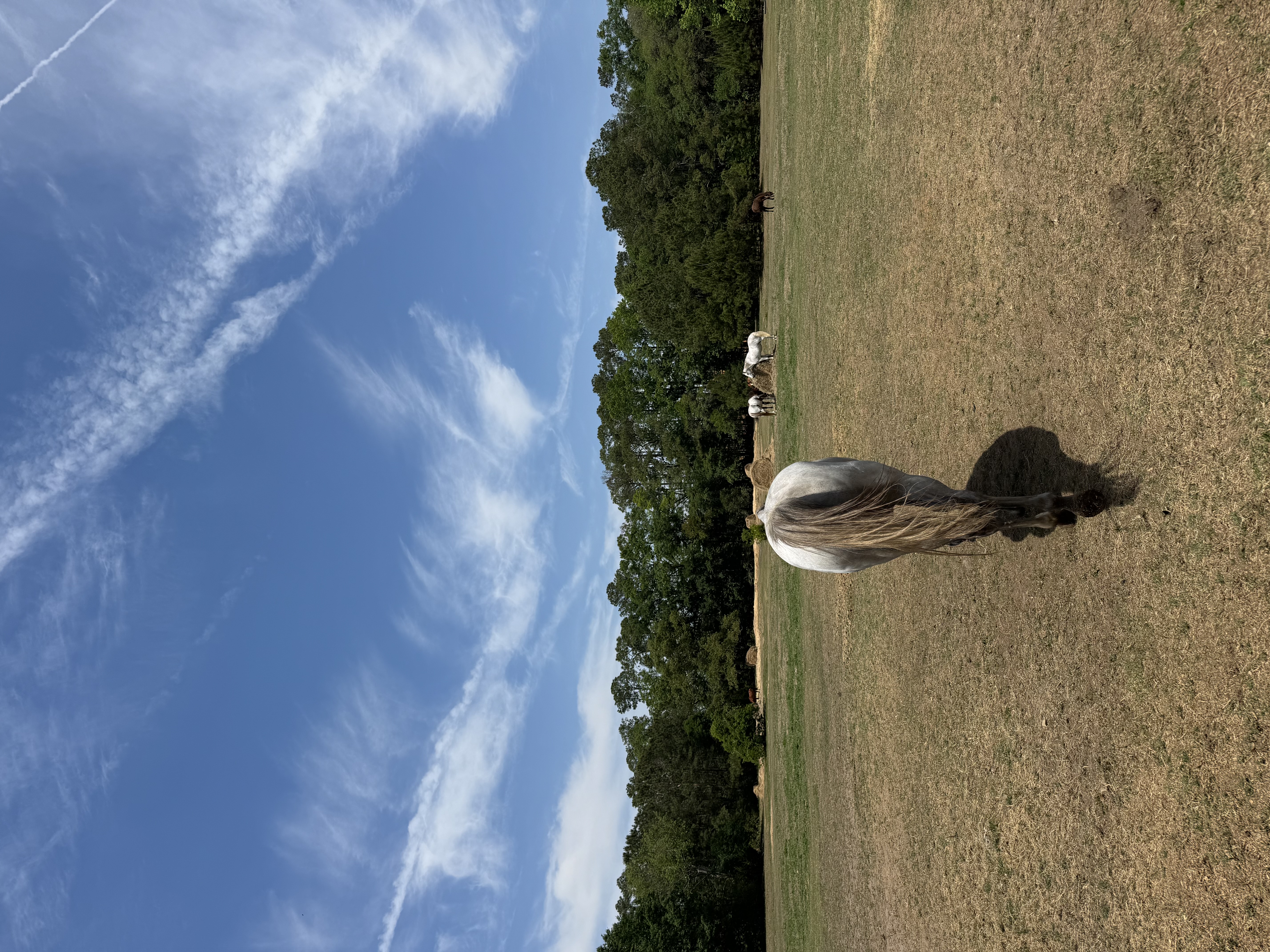 Pasture