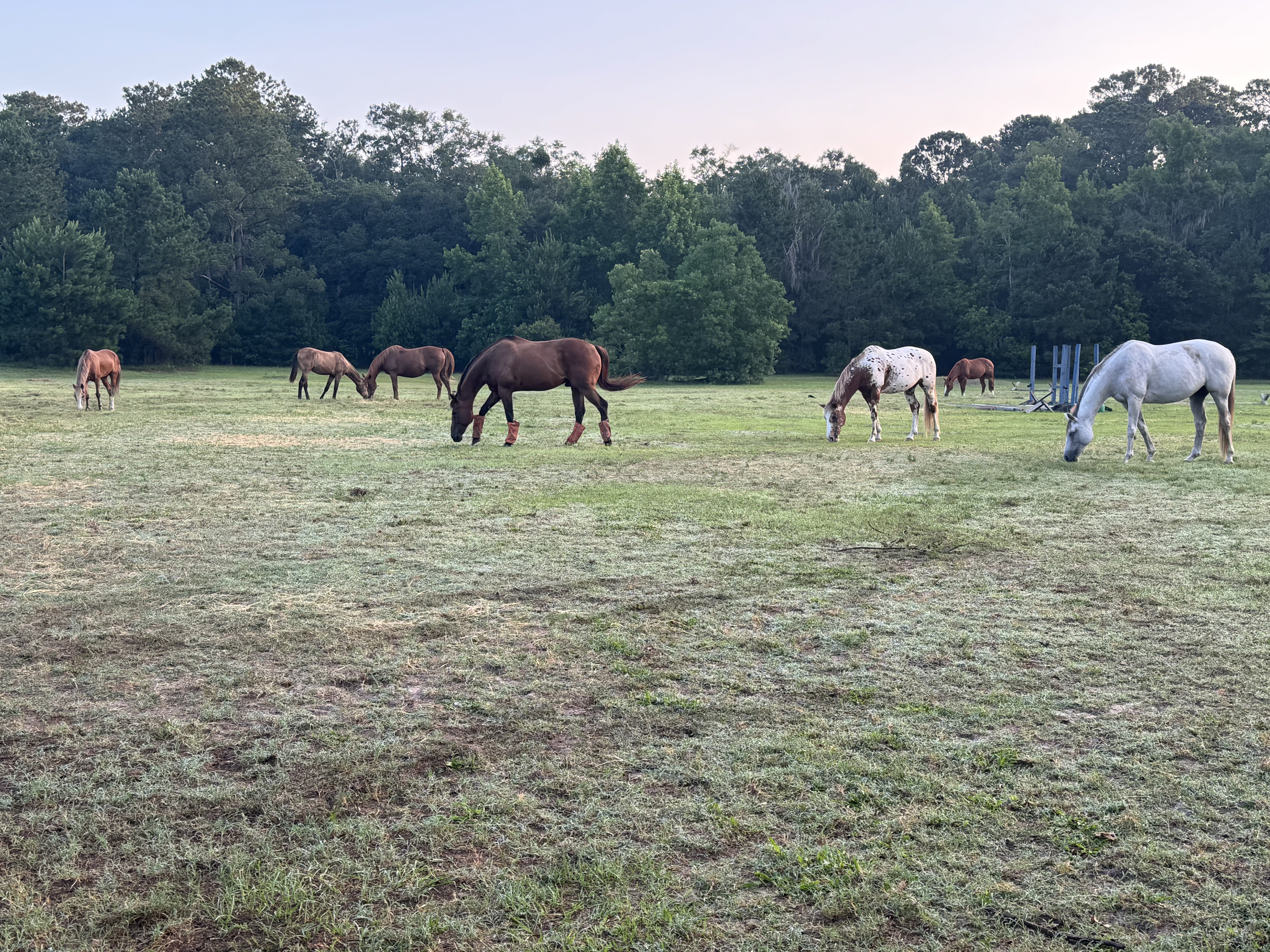 Pasture
