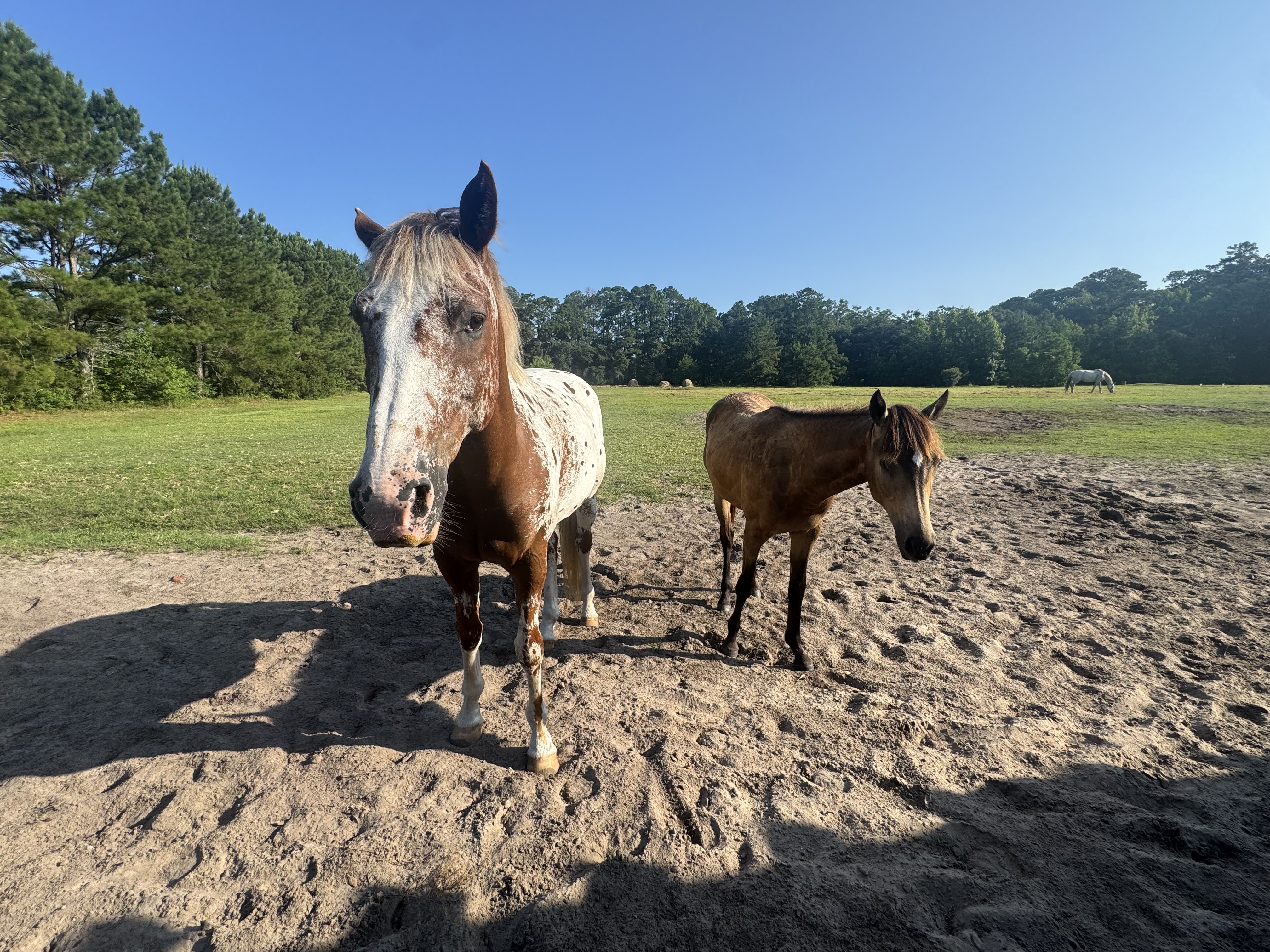 Pasture