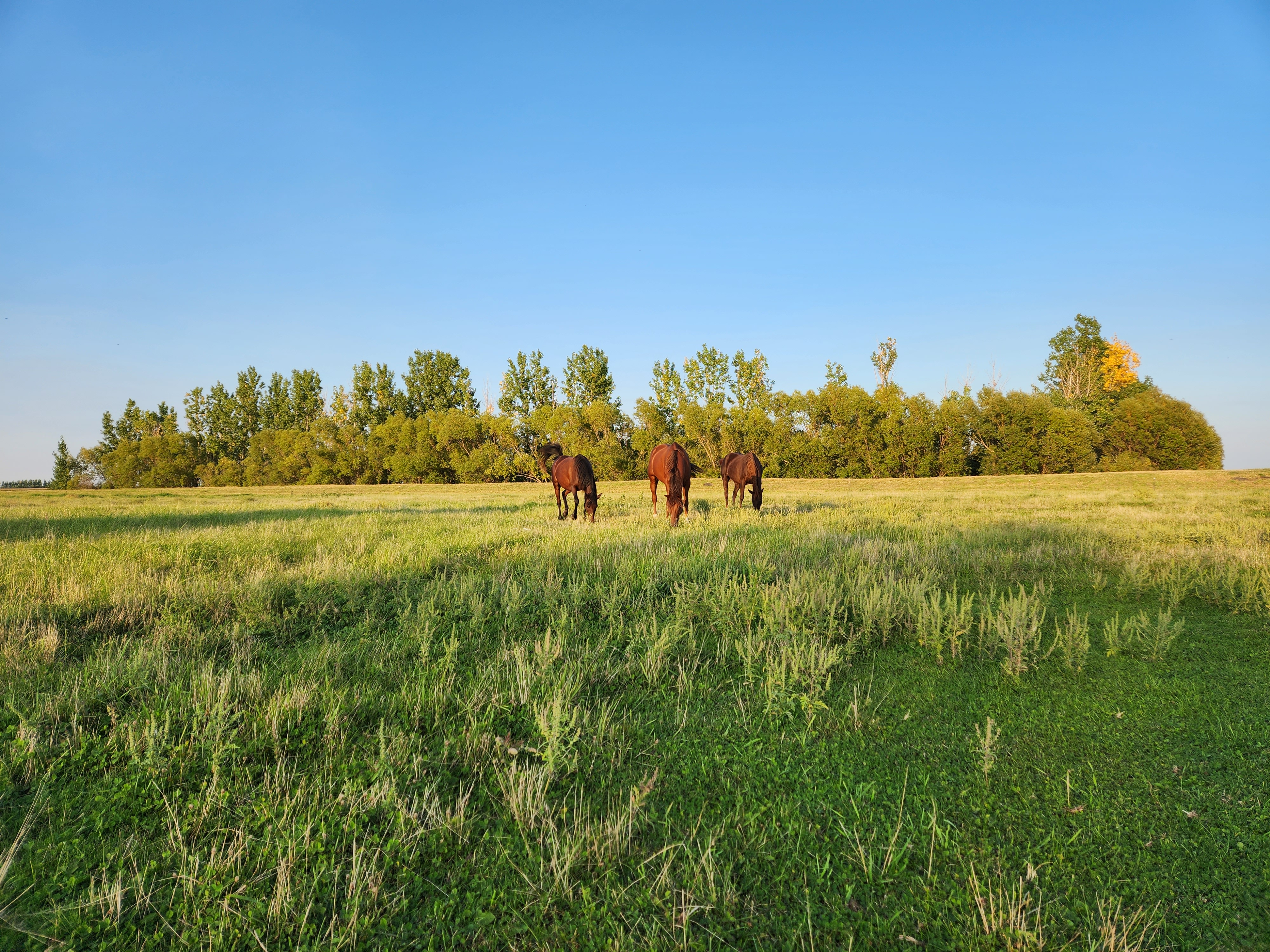 3-6 horses capacity