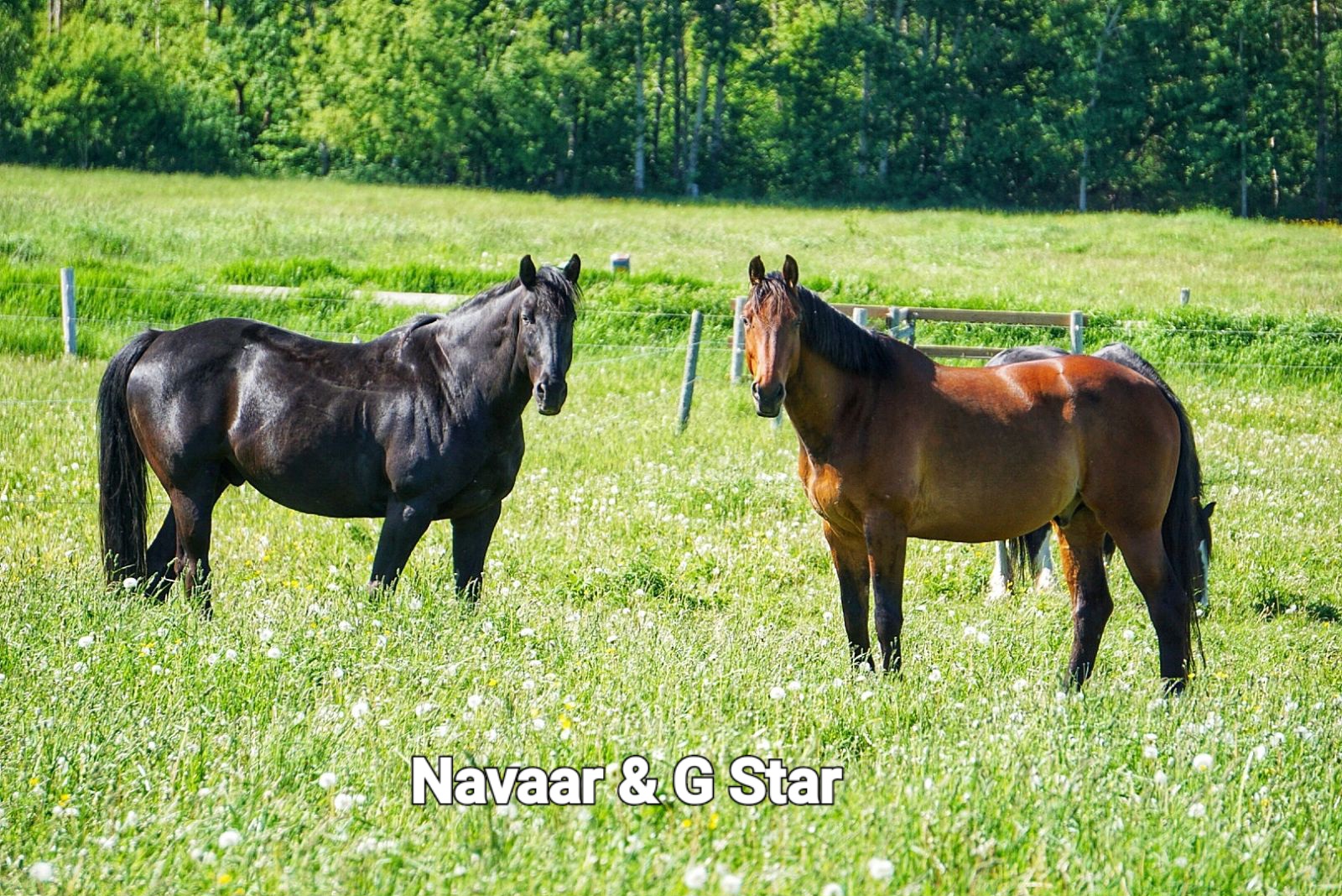 Pasture Buddies ❤️❤️